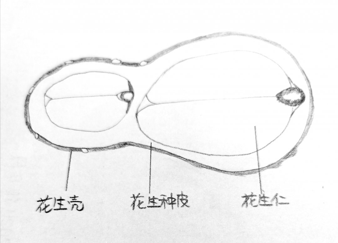 图：花生果剖面图